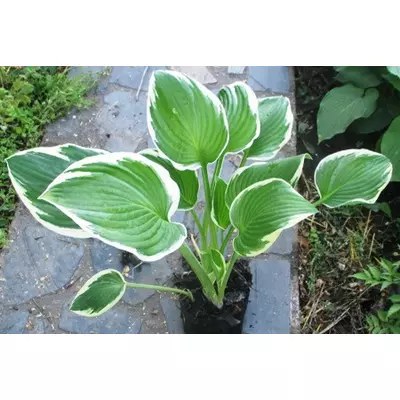 Хоста білоокаймлена середньоросла. Д12.