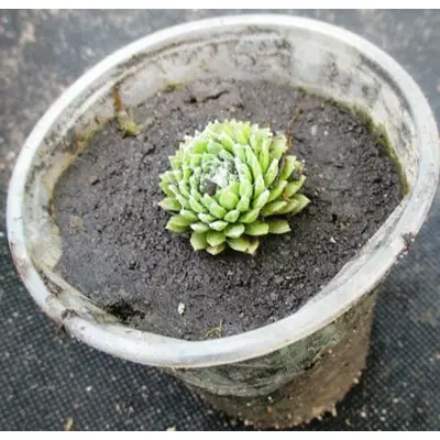 Молоділо павутинисте Хвилі Кабрет. Розетки в контейнерах Д5.