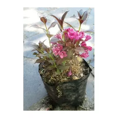 Вейгела Танго. Д12.