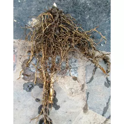 Конвалія травнева. Форма Садова. Розсада.