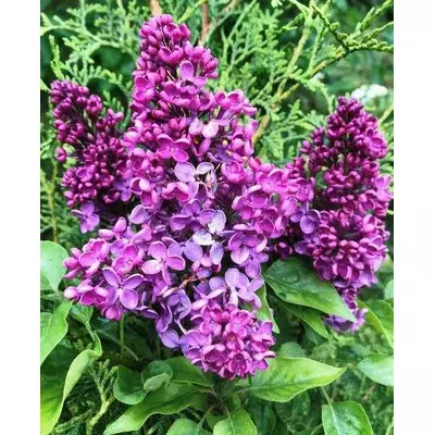 Бузок привитий СП. Как на фото. 0.5 л.