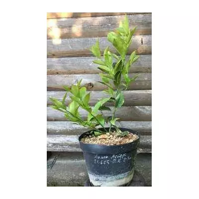 Лимон Мейера. У контейнерах 5 л.