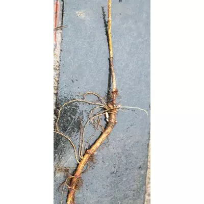 Хміль. Відкопування кореневих живців.