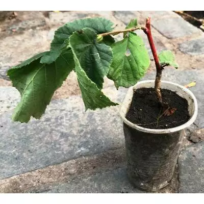 Льощина плакуча. У контейнерах 0.5 л.