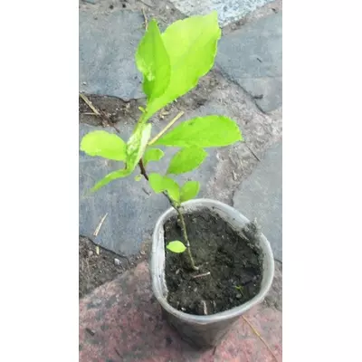 Деревогубець. (Целаструс). Сеянці в контейнерах Д5.