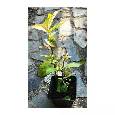 Вейгела квітуча Candida. У контейнеорах 0.5 л.