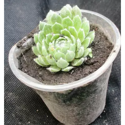 Молодило Роси. Розетка в контейнері Д5.