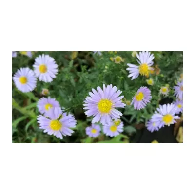 Астра багаторічна ніжно-блакитна. Н 50 см+. У контейнерах Д12.