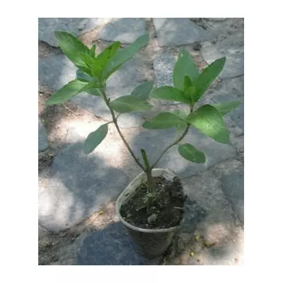 Мята душистая. Розсада в контейнерах Д5.