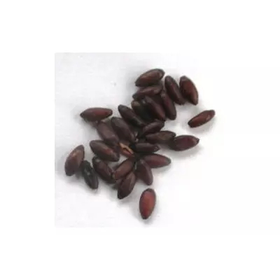 Барбарис отавський Суперба. Насіння. Ціна за 25 штук.