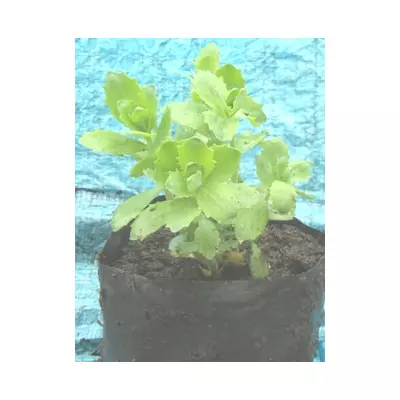 Очіток винний. Саджанці в контейнерах Д12.