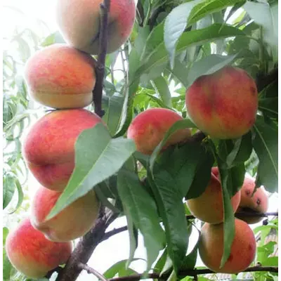Персик Редхейвен. У контейнерах 0.5 л.