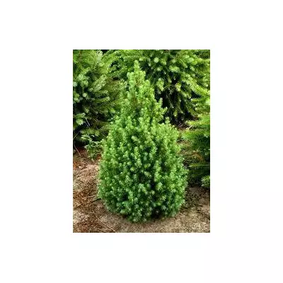 Ялина канадська Коніка. У контейнерах Д12.