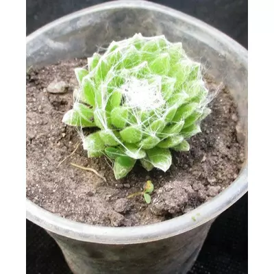 Молоділо павутинисте Спайдер-ред. Розетка в контейнері Д5.