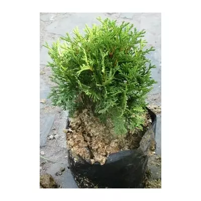 Туя західна Кобольд. Д12.