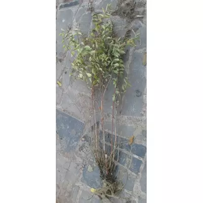 Дейція біла махрова в рожеву цятку. 3-літн. (Н=0,6-0,8м +) ОКС. Д12.