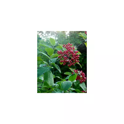 Калина гордовина. Саджанці в контейнерах Д12.