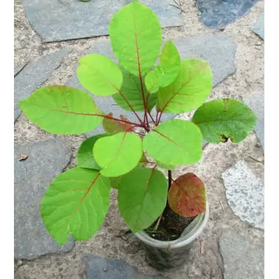 Скумпія. Сеянці ОКС і в контейнерах Д5. У сезон.