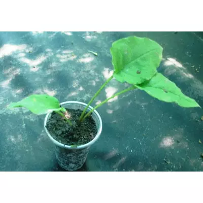 Медуниця груболиста. Розсада в контейнерах 0.5л.