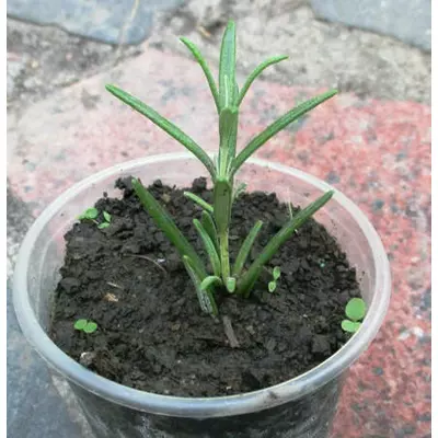 Розмарин. У контейнерах Д5.