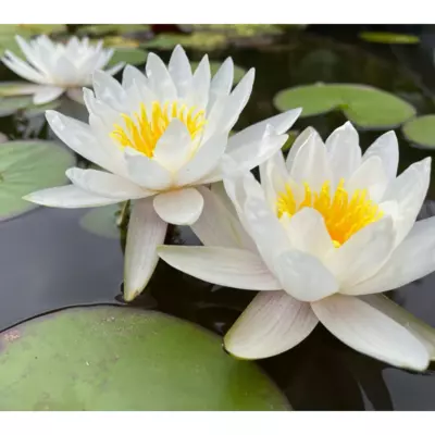 Німфея Marliacea Albida. (Анонс)