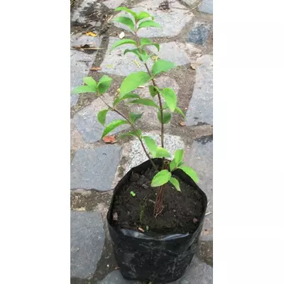 Дейція шорстка Кандидиссима. Саджанці в контейнерах Д12.