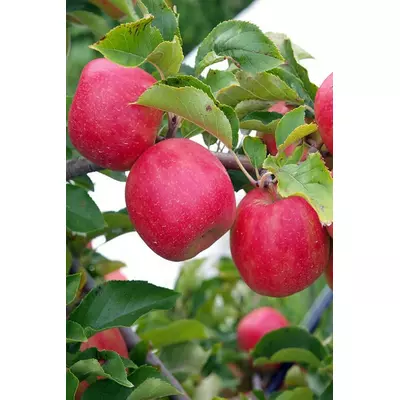 Яблуня Джонаголд. Саджанці з ВКС.