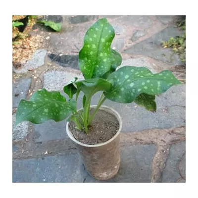 Медуниця цукрова Леопард. У контейнерах 0.5 л.