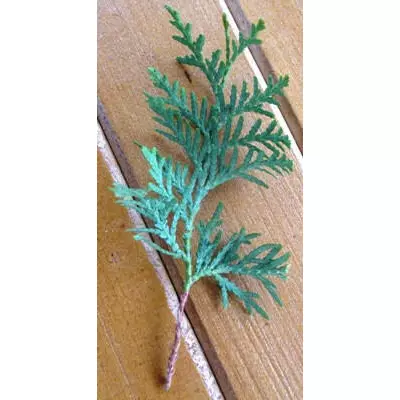 Туя західна Брабант. НЧ. (живці для вкорінення).