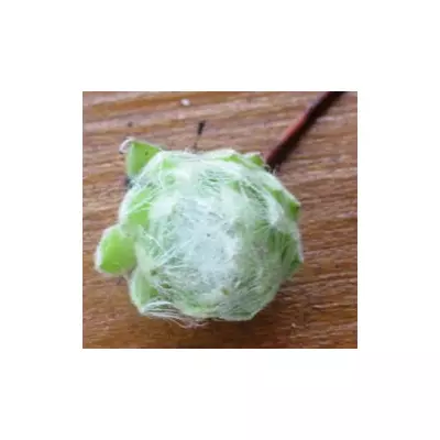 Молодило павутинисте Зільберрінг. НЧ. Дітки для вкорінення.