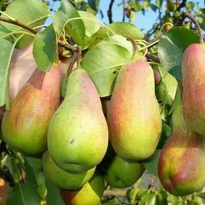 Груша осіння Парижанка. Саджанці з ВКС.