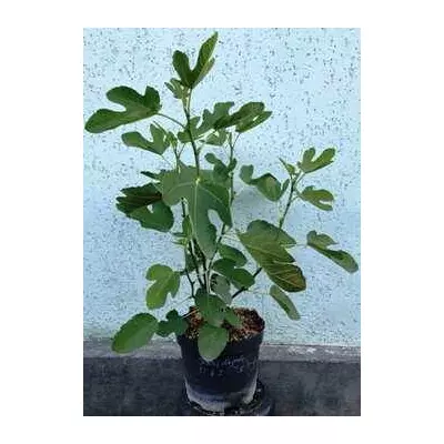 Інжир Медовий. У контейнерах 5 л.