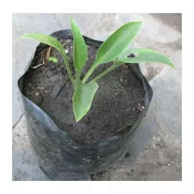 Хоста Blue Wedgwood. У контейнерах Д12.