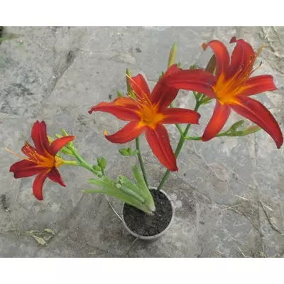 Лілейник Autumn Red. Розсада в контейнері Д5.