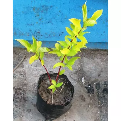 Свідина біла Ауреа. У контейнерах Д12.