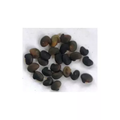 Ракитник Золотий дощ. Насіння. Ціна за 25 штук.