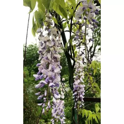 Вістерія (Гліцинія) 0.5 л.