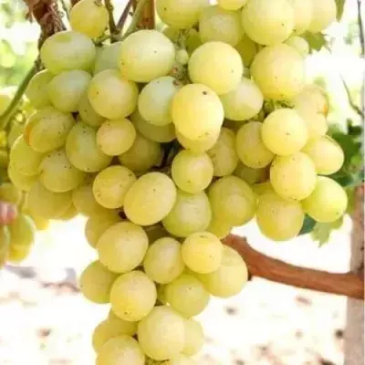 Виноград середньоспущений Талісман. У контейнерах 0.5 л.