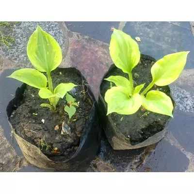 Хоста Голден Тіара. Саджанці в контейнерах Д12.