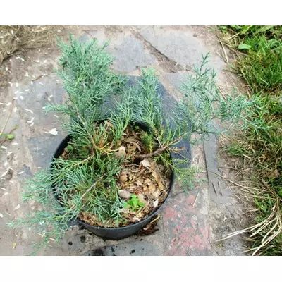 Ялівець віргінський Блю Клоуд. Саджанці в контейнерах Д19.