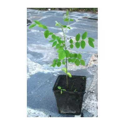 Софора японська. 0.5 л.