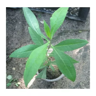 Флокс волотистий. У контейнерах Д5.