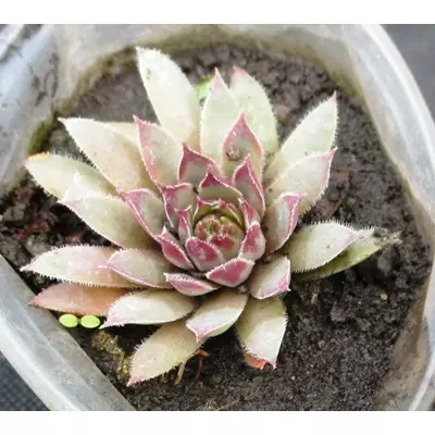 Молодило Фрост Фрей. Розетки в контейнерах Д5.