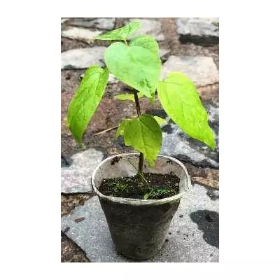 Катальпа бігнонієподібна. У контейнерах д5.