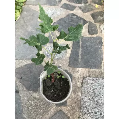 Липа розрізнолистна Гуменюка. У контейнерах 0.5 л.