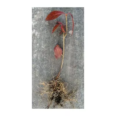 Бирючина звичайна. Сеянці Н +/ - 10 см.