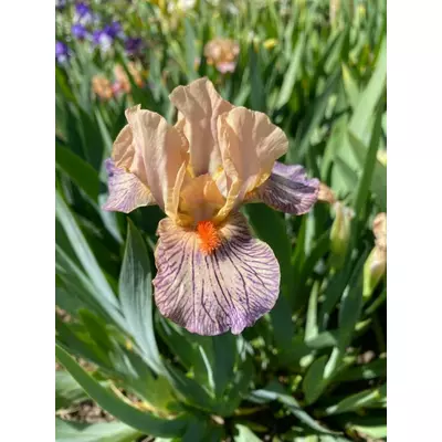 Ірис карликовий Екстратирестриал. У контейнерах 0.5 л.