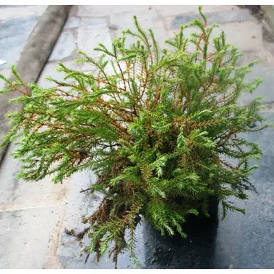 Туя західна Голден Тафет. Саджанці в контейнерах Д12.