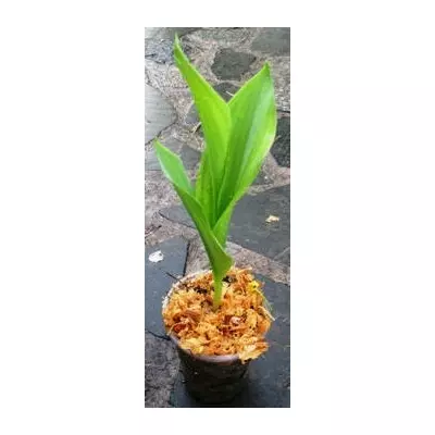 Конвалія травнева. Форма садова. Д5.