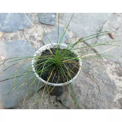 Фестука смарагдова. (Вівсяниця смарагдова). Розсада в контейнерах Д5.